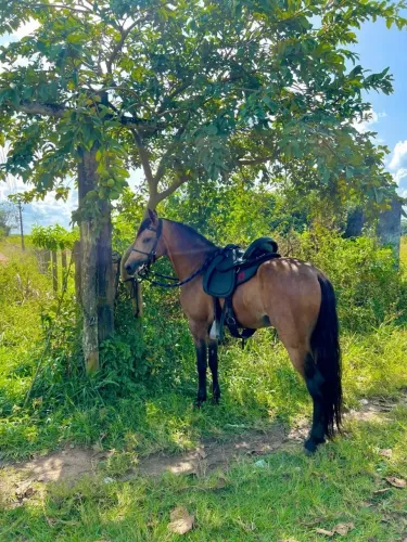 Caseiro disponível moro em rio preto 