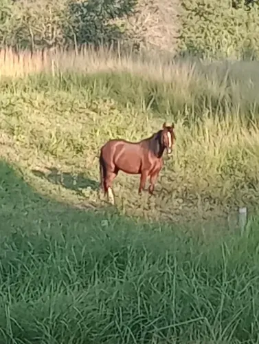Cavalo gastando 