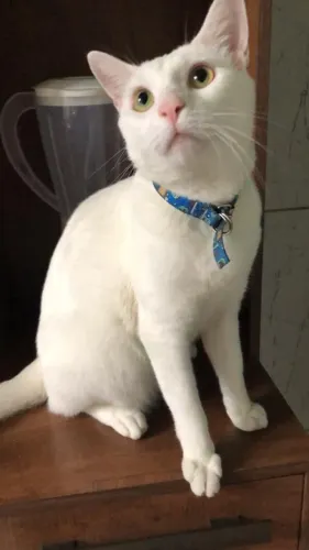 Gato macho adulto castrado