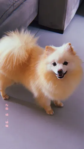 Vende-se Lulu da Pomerânia, Fêmea adulta 