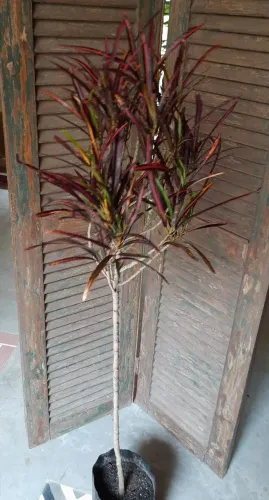 Croton fita