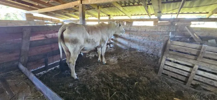 vaca gorda