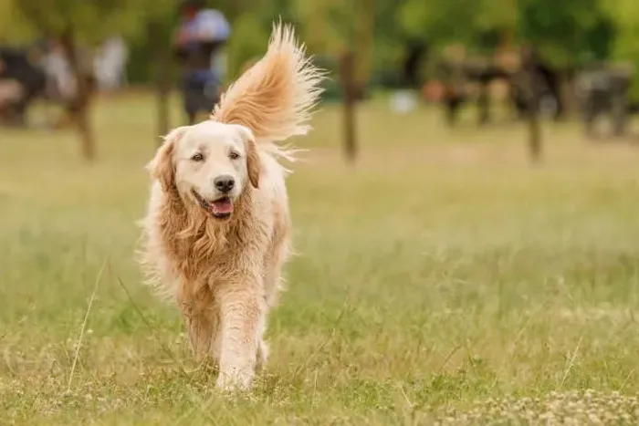 ? Golden Retriever Disponível | Filhotes Criados com Dedicação