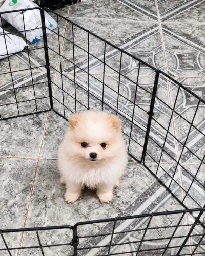 Filhote cachorro Spitz alemão, puro, pequeno. Recém nascido. Muito fofo.