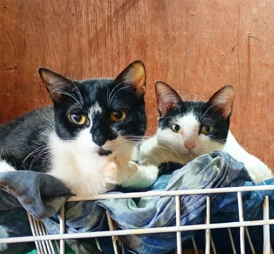 Adoção gatinhas castradas, negativas FIV/FELV