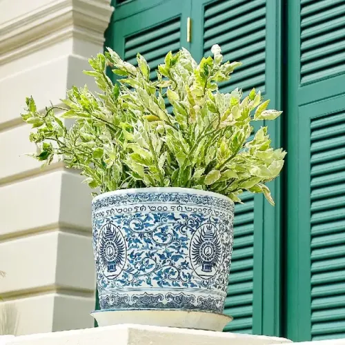 Planta Sapatinho de Jardim 