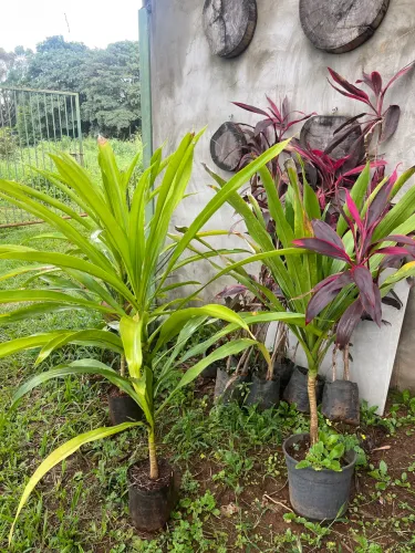 Mudas de Dracena