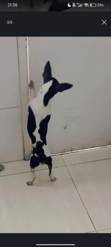 Cachorro pinscher macho preto e branco 