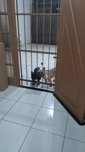 Vendo casal de buldogue francês