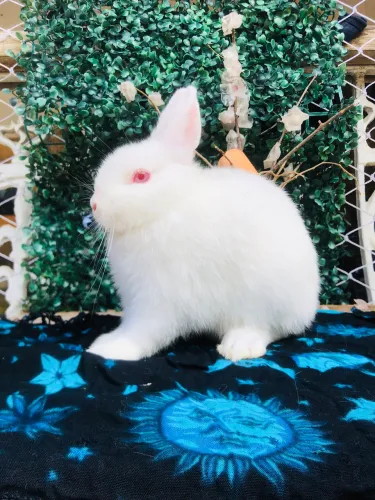 Coelho anão da raça netherland dwarf linhagem importada macho - promoção 