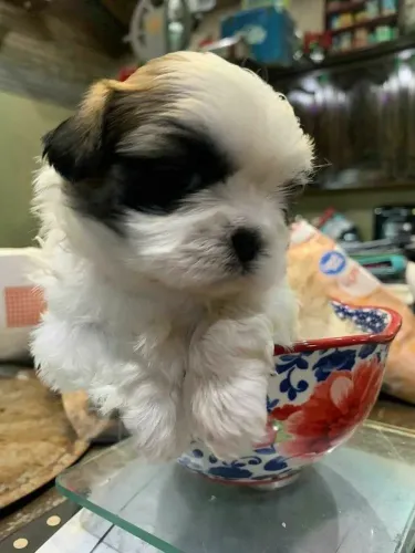 Shih Tzu Um pet que une confiança e carinho