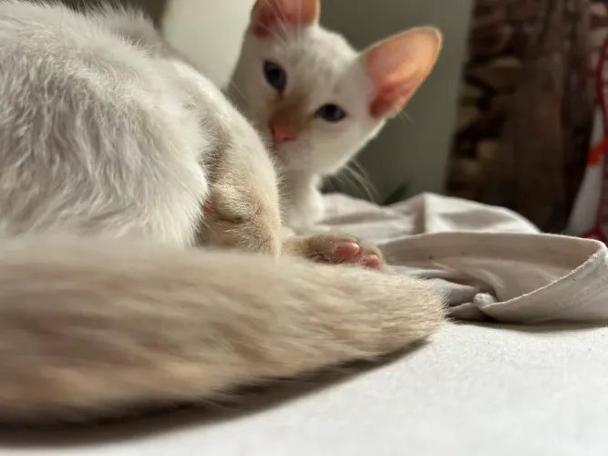 gato macho filhote branco