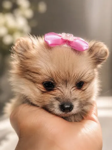 Lulu da Pomerania Spitz alemão