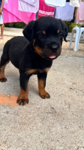 Vende-se filhotes de rottweiler