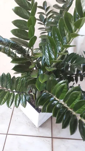 Vendo lindo vaso em porcelanato já com plantas formadas