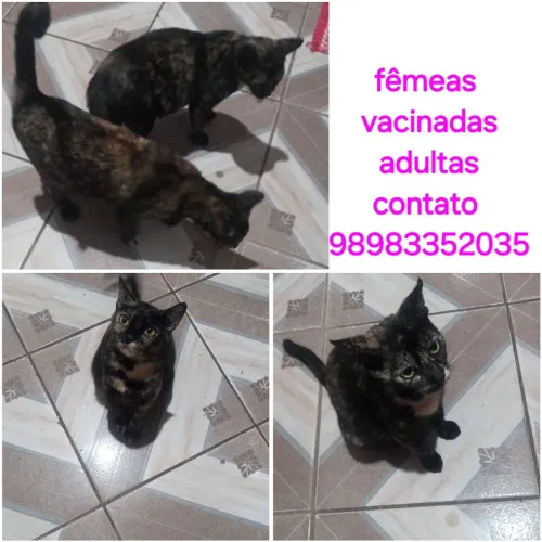 Gatas fêmea pra adoção