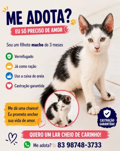 Adoção de gatinho macho