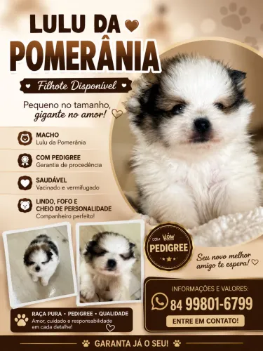 Cachorro