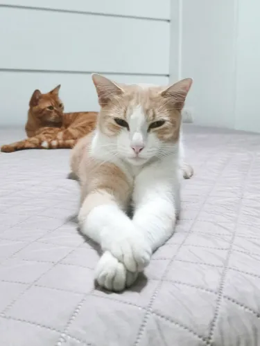 Doação de gato de 2 anos