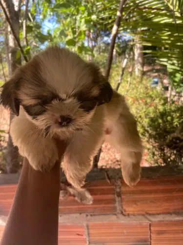 Cachorro