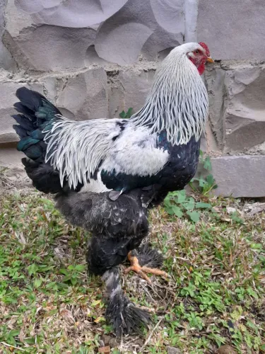 Galo Brahma Dark