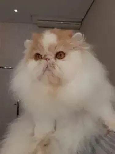 Vendo Gato Persa macho