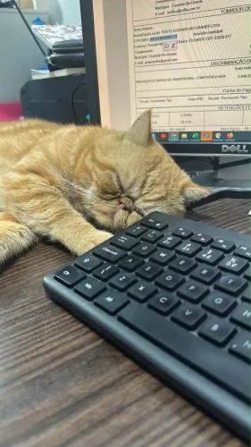 Gato persa exótico com pedigree
