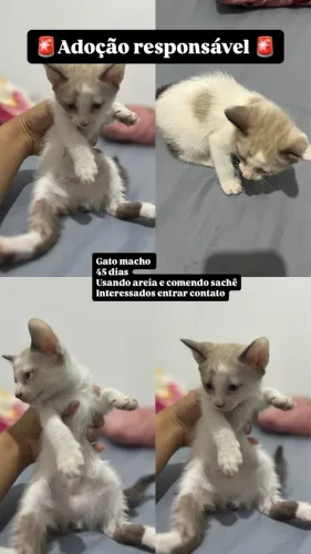 Adoção de gato
