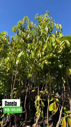 Muda de Canela