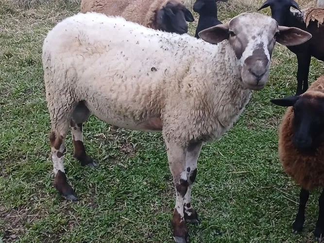 Vendo Reprodutor Texel