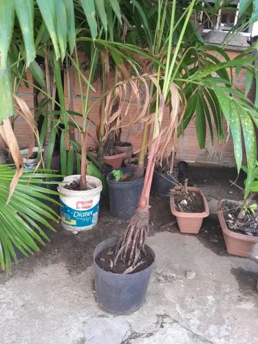 Mudas de palmeira real e bonsai