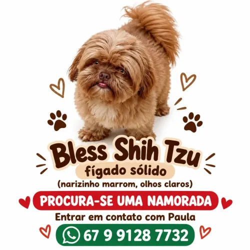 Shih tzu procura namorada
