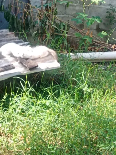 Filhotes de gatos 