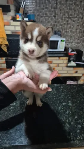 Husky Siberiano