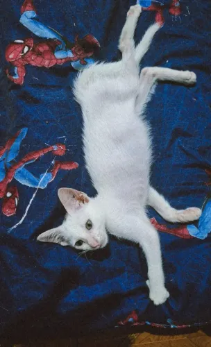 Gato para adoção 