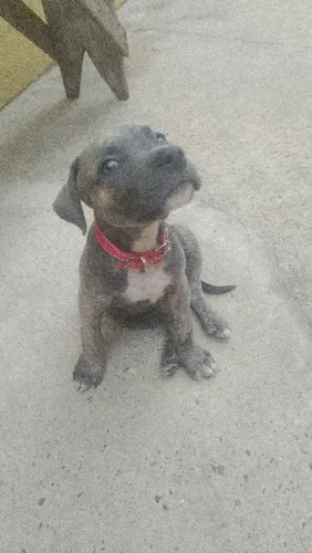 Cachorro 