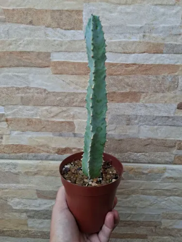 Caralluma speciosa