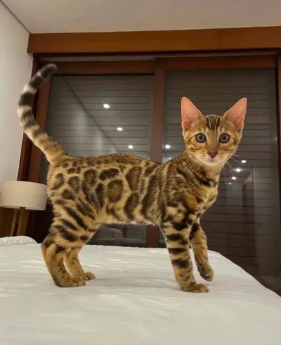 Bengal
