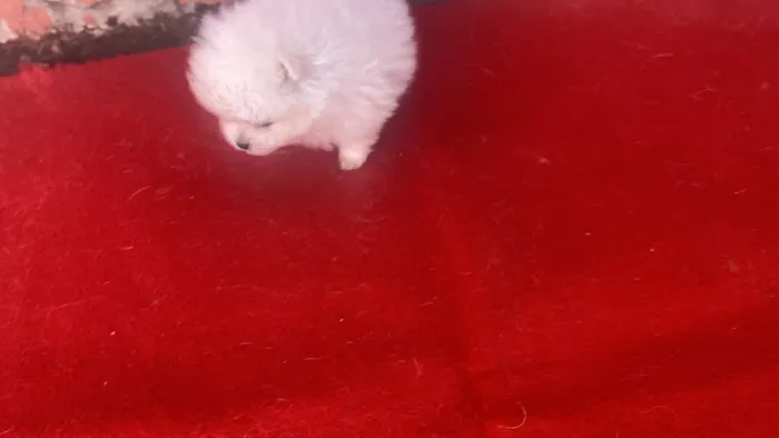 Spitz alemão anao