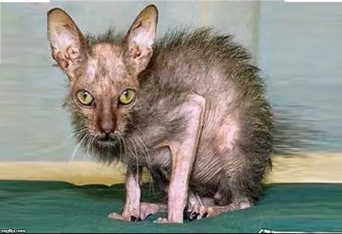 Venda de animais