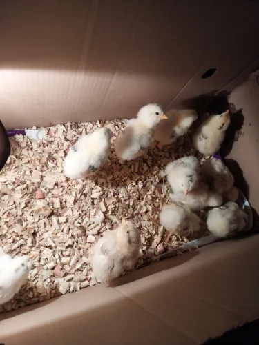 Galinhas brahma pintinhos