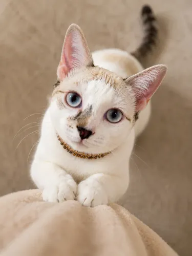 Gato castrado para adoção