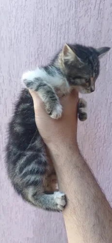 Doação de filhote de gato