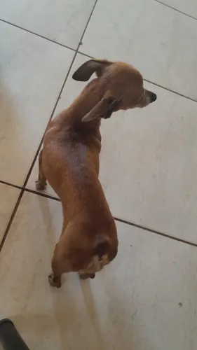 Cachorro perdido 