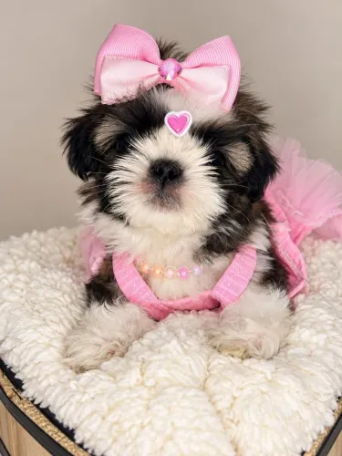 Shihtzu femêa miniatura