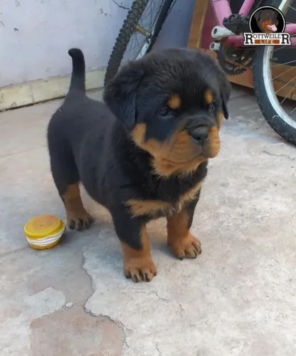 Cachorro filhote rottweiler super dócil e pelagem densa sedosa