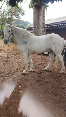 Cavalo PERCHERON