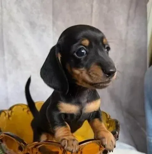 Dachshund,Dachshund Filhote Estrutura Perfeita Disponível