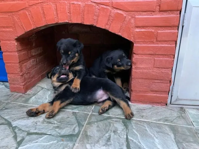 Rottweiler Uma escolha que vale a pena conhecer