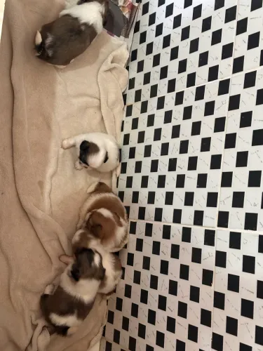 Filhotes Shih Tzu puros. Cor caramelo e bege